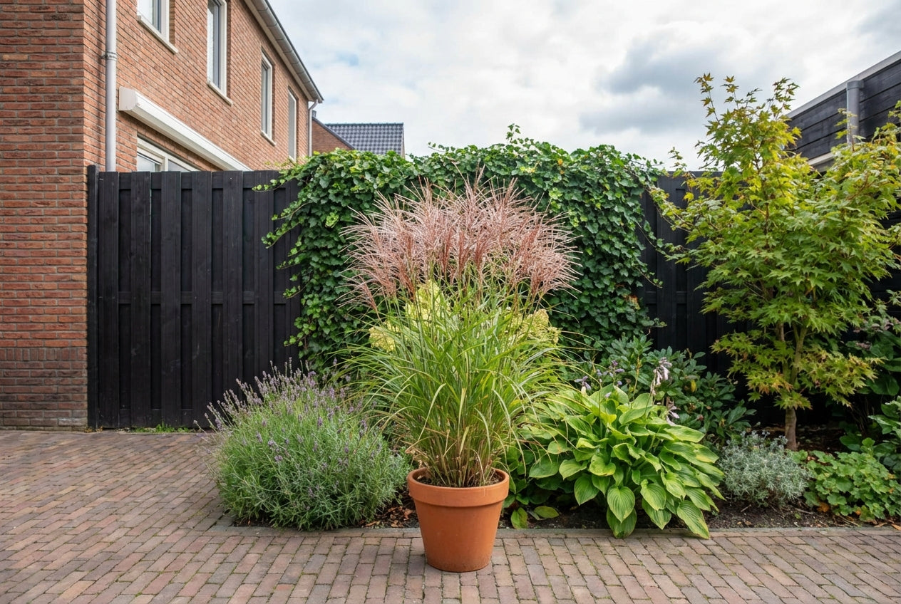 Prachtgriet (Miscanthus sin."Kleine Silberspinne") - Tuinplanten