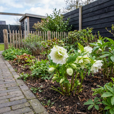 Stinkend nieskruid (Helleborus 'Double Crown')