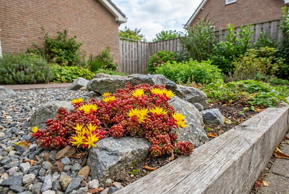 Vetkruid (Sedum oreganum) - Tuinplanten