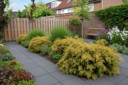 Jeneverbes (Juniperus med. ‘Old Gold’) - Coniferen