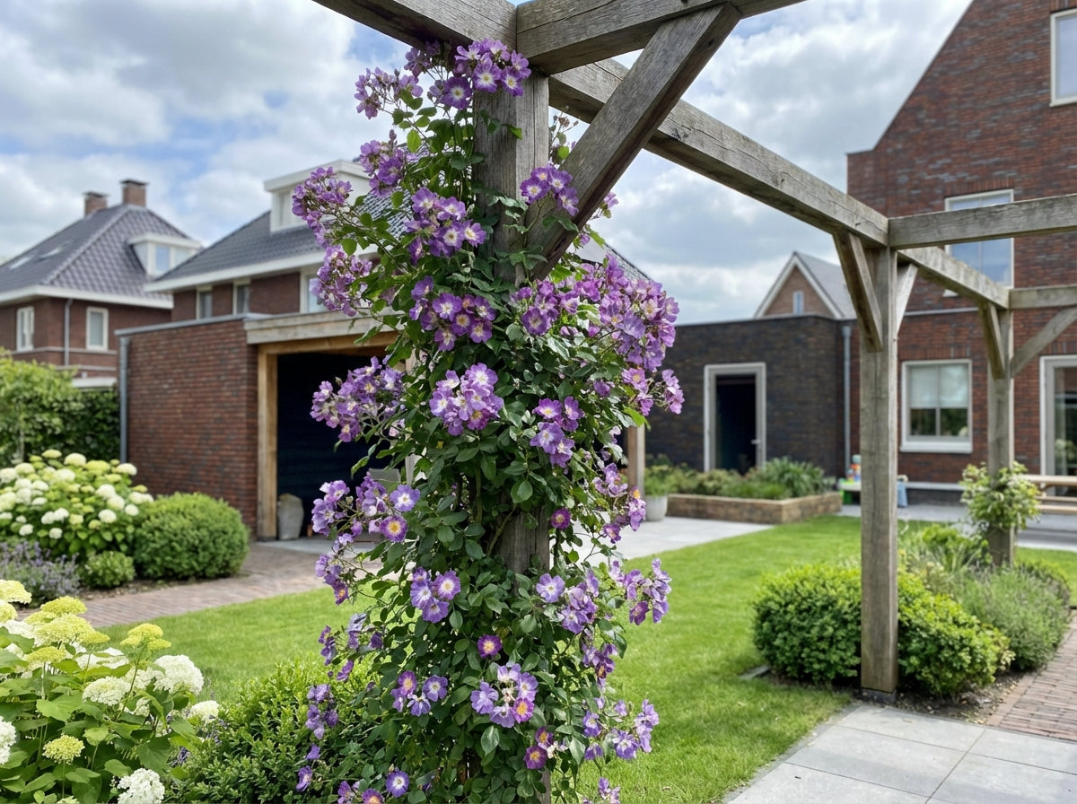 Klimplant Rosa Veilchenblau (Klimroos) - Klimplanten