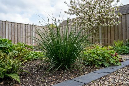 Zegge (Carex 'Magic Green') - Zegge