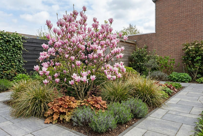 Stermagnolia als struik (Magnolia soulangeana) - Groenblijvende struiken