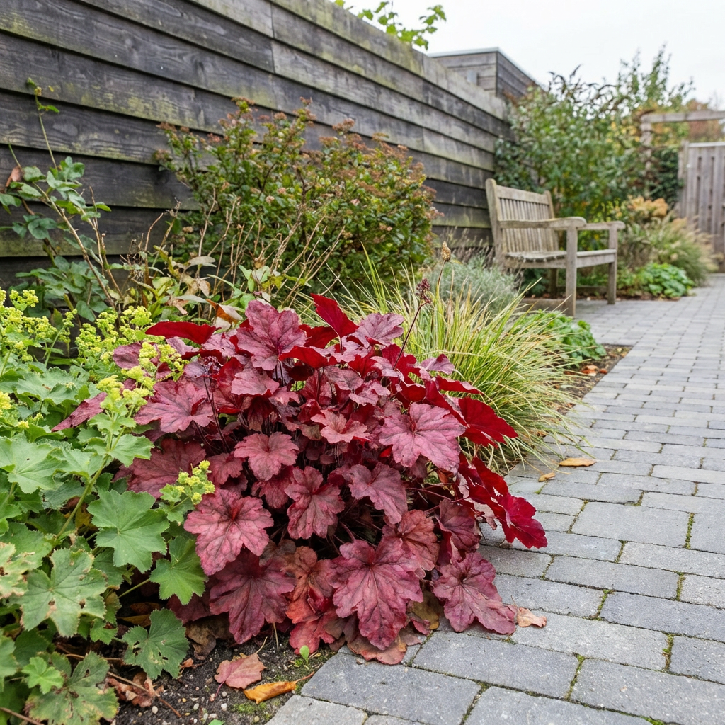 Purperklokje (Heuchera 'Fire Chief') - Tuinplanten