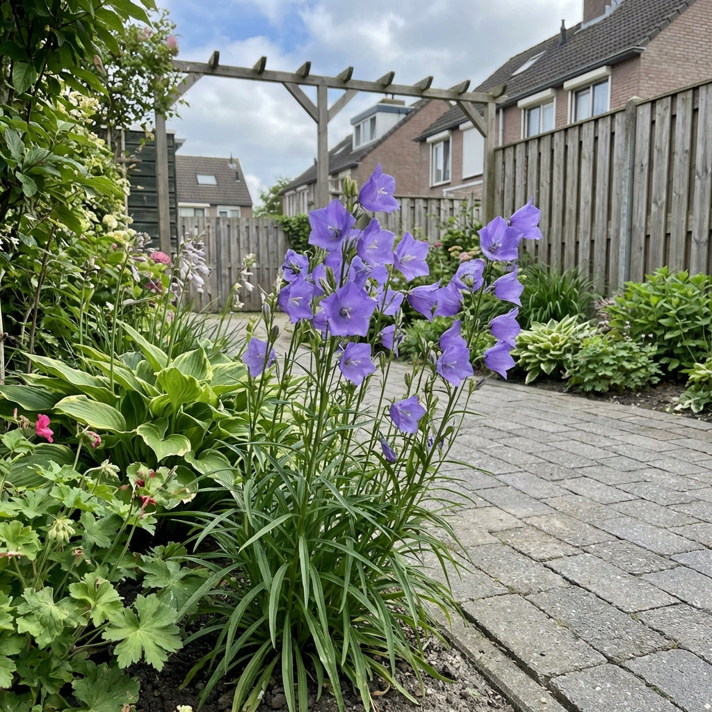 Perzikbladig klokje (Campanula persicifolia 'Coerulea') - Tuinplanten