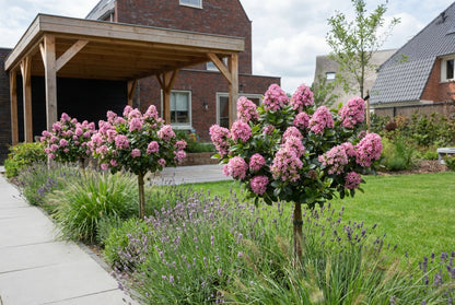 Escallania (Escallonia laevis Pink Elle)