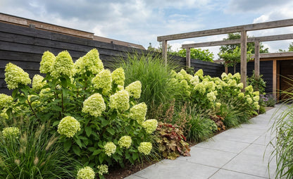 Hortensia (Hydrangea paniculata ‘Limelight’® PBR) - Hortensia