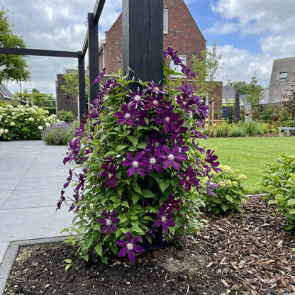 Klimplant Clematis Spiky PBR (Bosrank) - Klimplanten