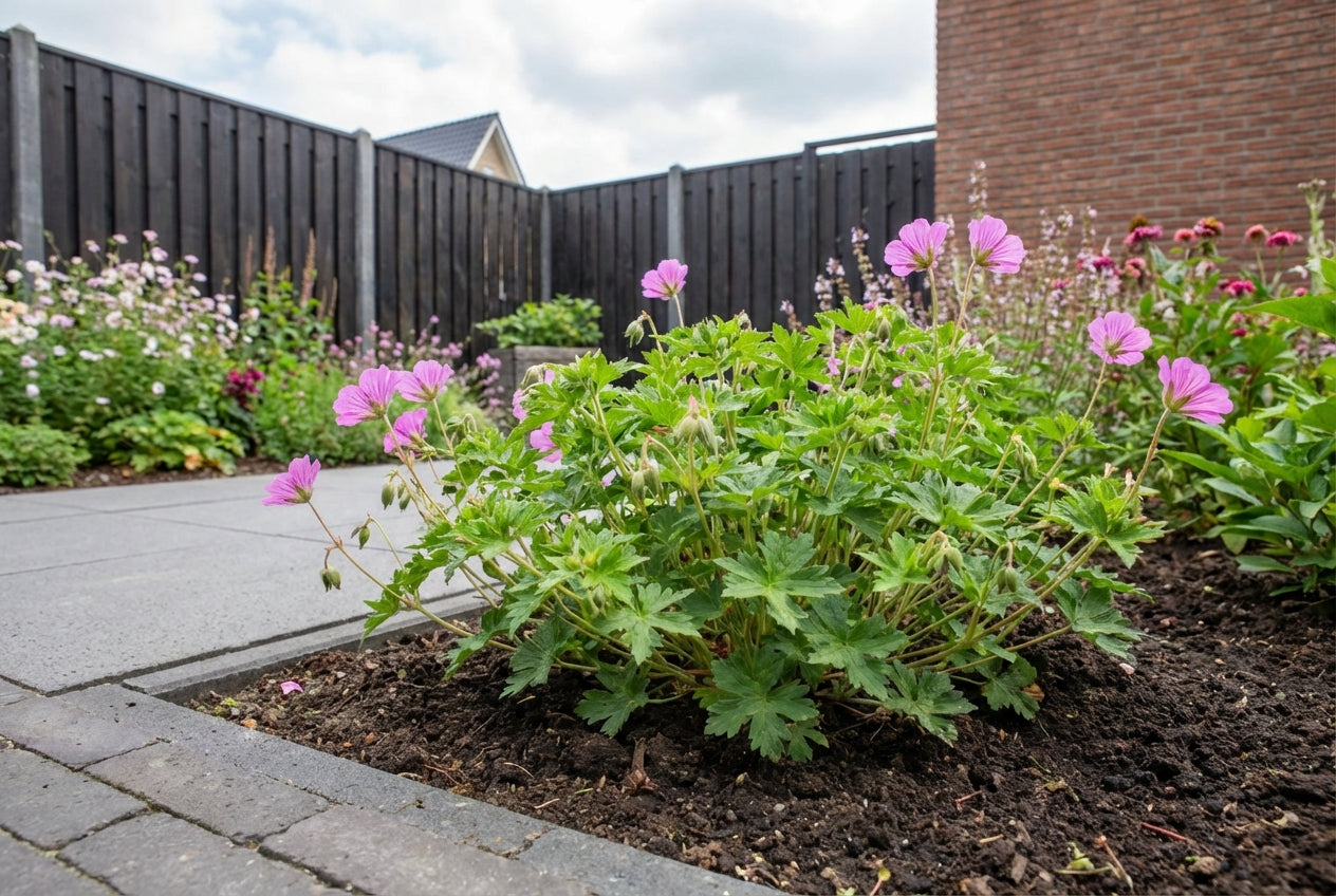 Ooievaarsbek (Geranium 'Pink Penny') - Tuinplanten