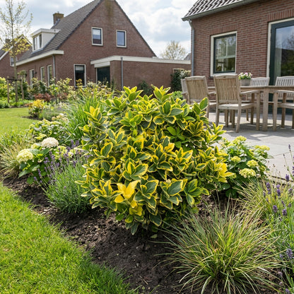 Kardinaalsmuts (Euonymus japonicus 'Aureomarginatus') - Heesters