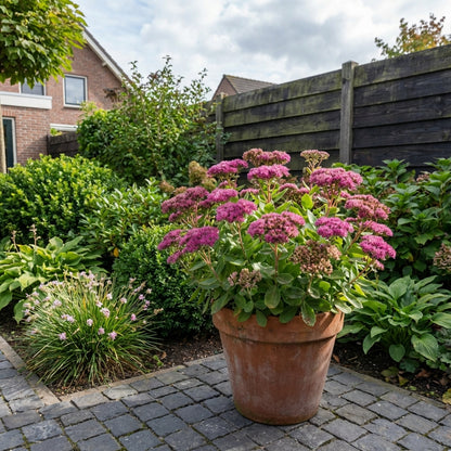 Vetkruid (Sedum Mr. Goodbud) - Tuinplanten