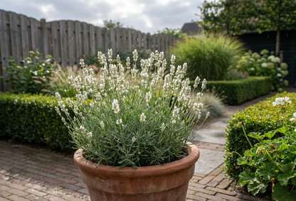 Lavendel (Lavandula angustifolia 'Edelweiss') - Tuinplanten