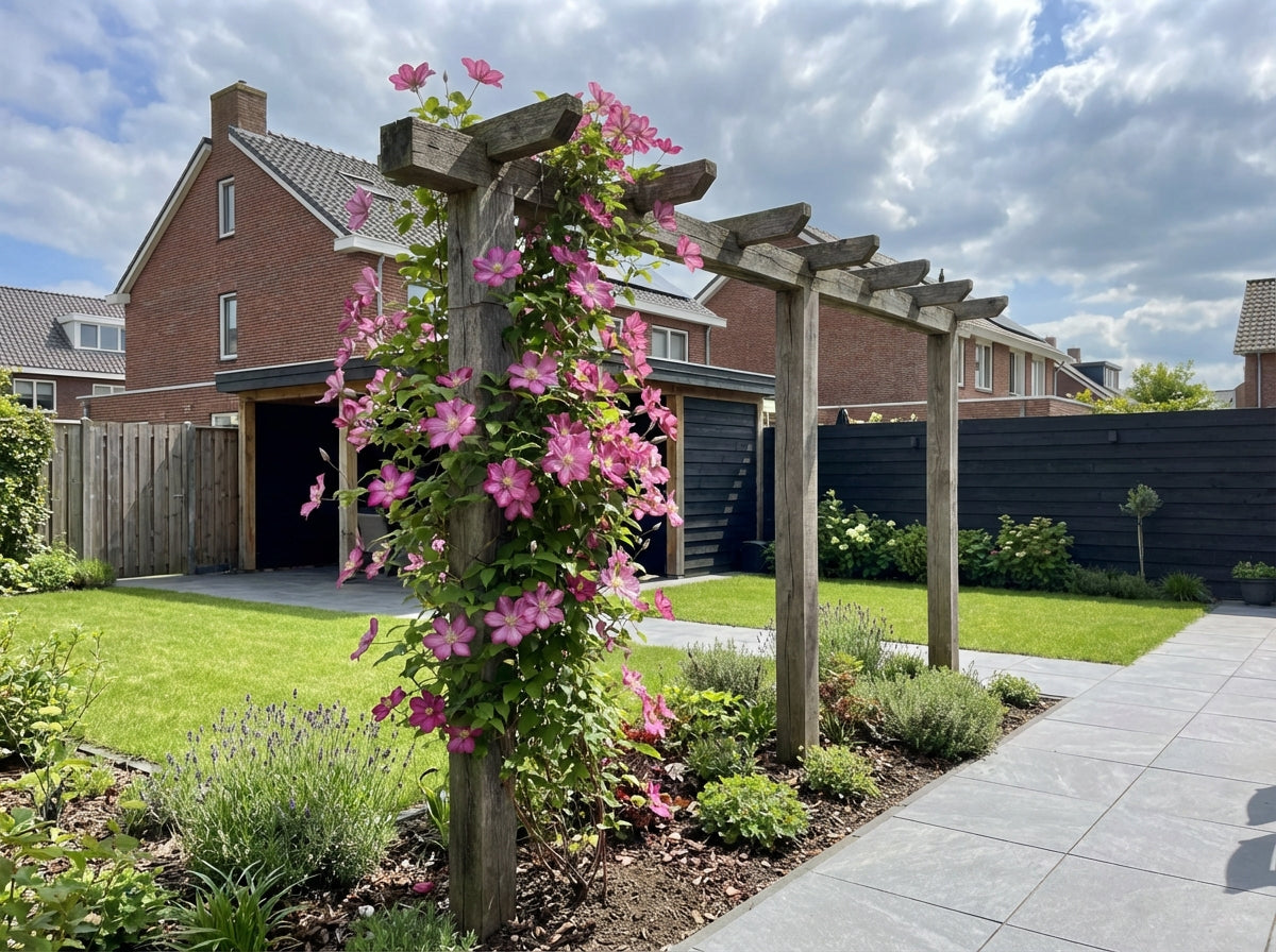 Klimplant Clematis Ville de Lyon (Bosrank) - Klimplanten