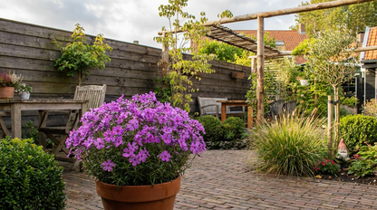 Kruipphlox (Phlox (S) 'Purple Beauty') - Tuinplanten