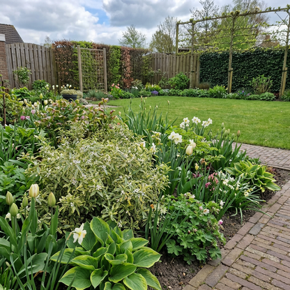 Goudrand (Eriostemon myoporoides Gold Touch®) - Heesters