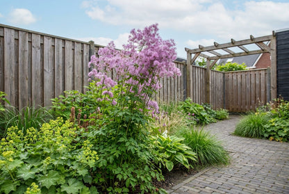 Ruit (Thalictrum 'Nimbus Pink') - Tuinplanten