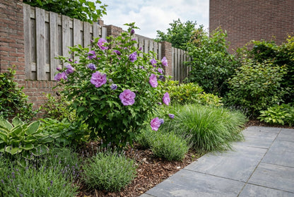 Altheastruik (Hibiscus syriacus 'Purple Chiffon') - Hibiscus