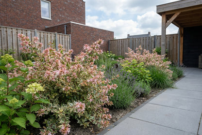 Abelia (Abelia grandiflora Mystic Daydream)