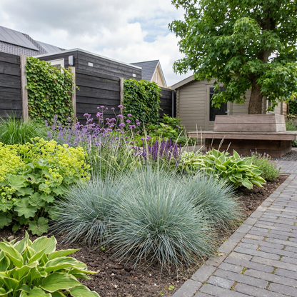 Blauw schapengras (Festuca glauca 'Elijah Blue) - Tuinplanten