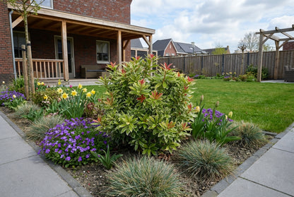 Rotsheide (Pieris jap. Little Goldy)