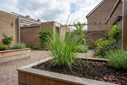 Pampasgras (Cortaderia 'Rosea') - Pampasgras
