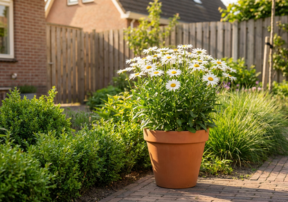 Margriet (Leucanthemum ‘Alaska’) - Tuinplanten