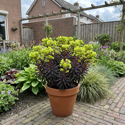 Amandelwolfsmelk (Euphorbia amygd. 'Purpurea') - Tuinplanten