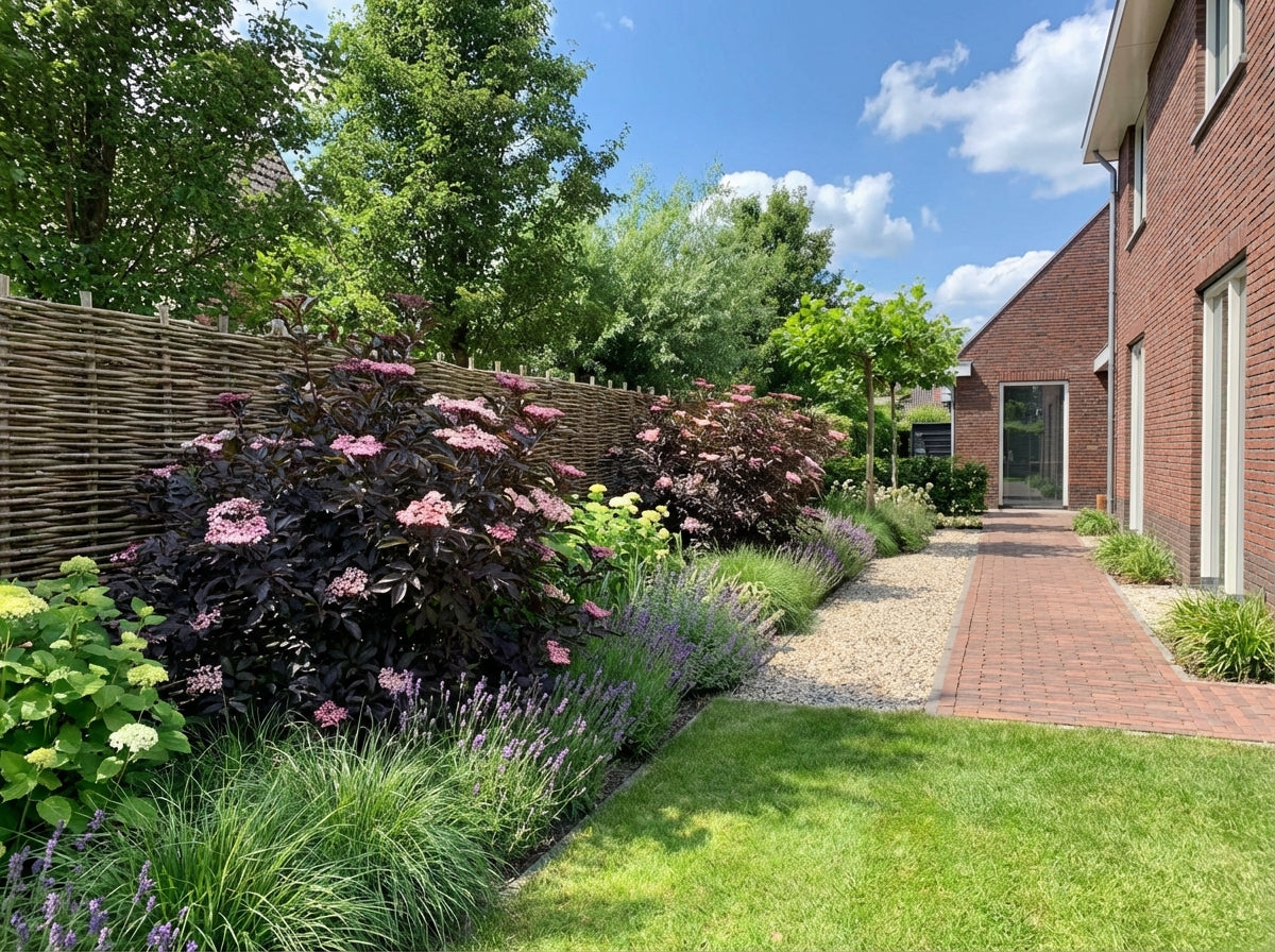 Zwarte vlier (Sambucus nigra Black Tower) - Heesters