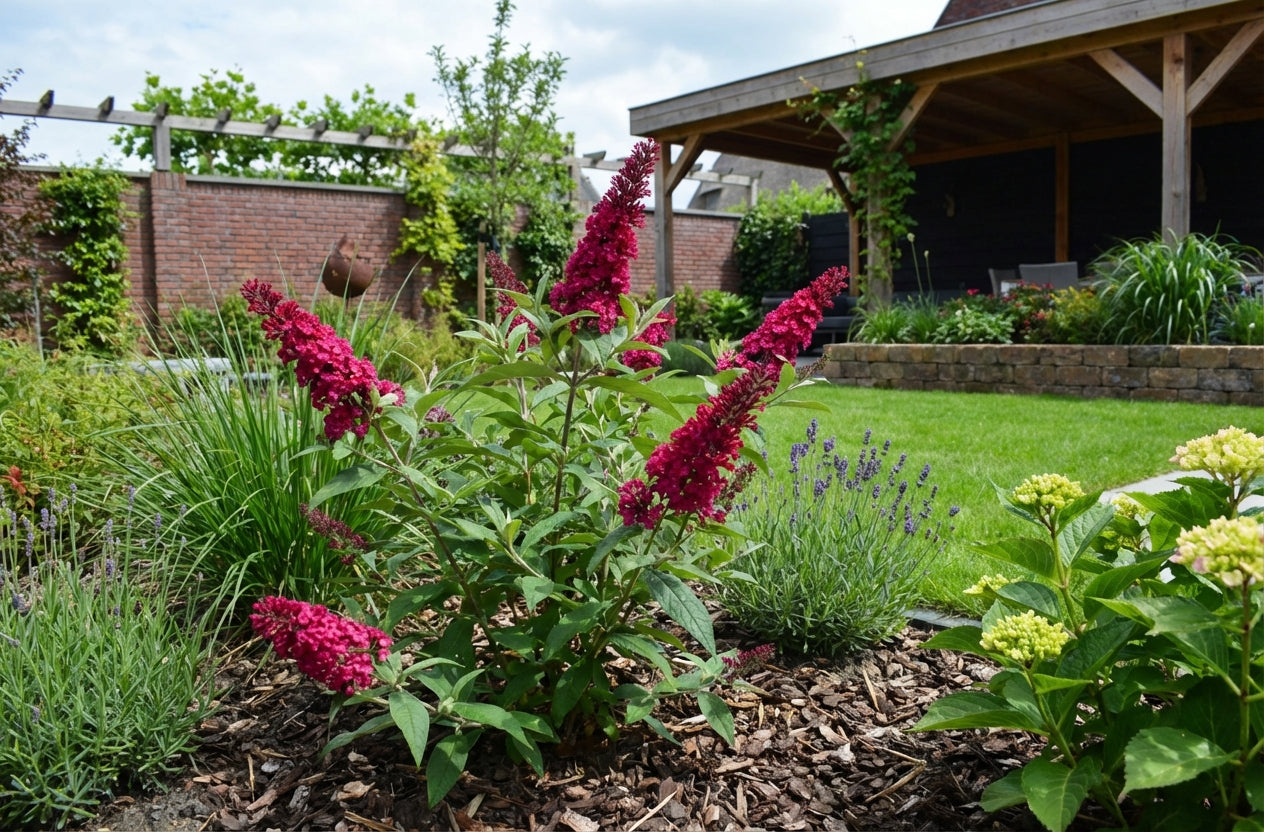Vlinderstruik (Buddleja davidii Butterfly Candy® Little Ruby) - Vlinderstruik