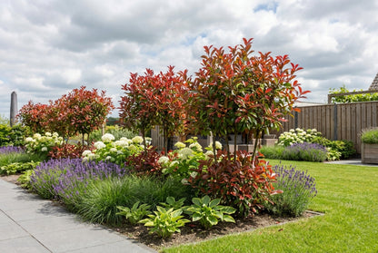Glansmispel (Photinia fraseri Louise )