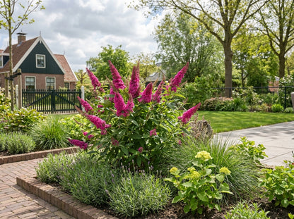 Vlinderstruik (Buddleja davidii Butterfly Candy® Little Cerise) - Vlinderstruik