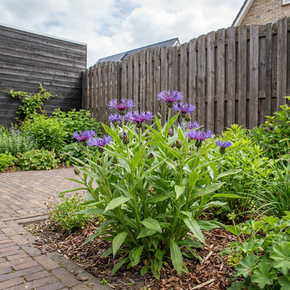 Bergkorenbloem (Centaurea montana) - Tuinplanten