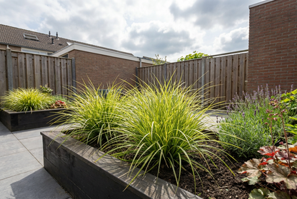 Zegge (Carex 'Eversheen') - Zegge