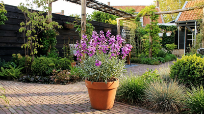 Muurbloem (Erysimum 'Bowles Mauve') - Tuinplanten