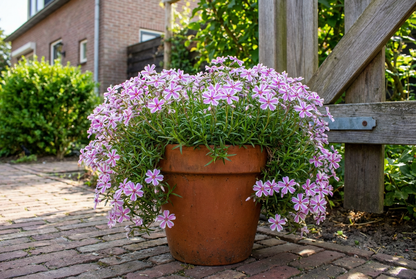Kruipphlox (Phlox (S) 'Candy Stripes') - Tuinplanten