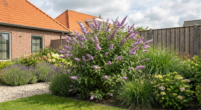 Vlinderstruik (Buddleja davidii Butterfly Candy® Little Lila)
