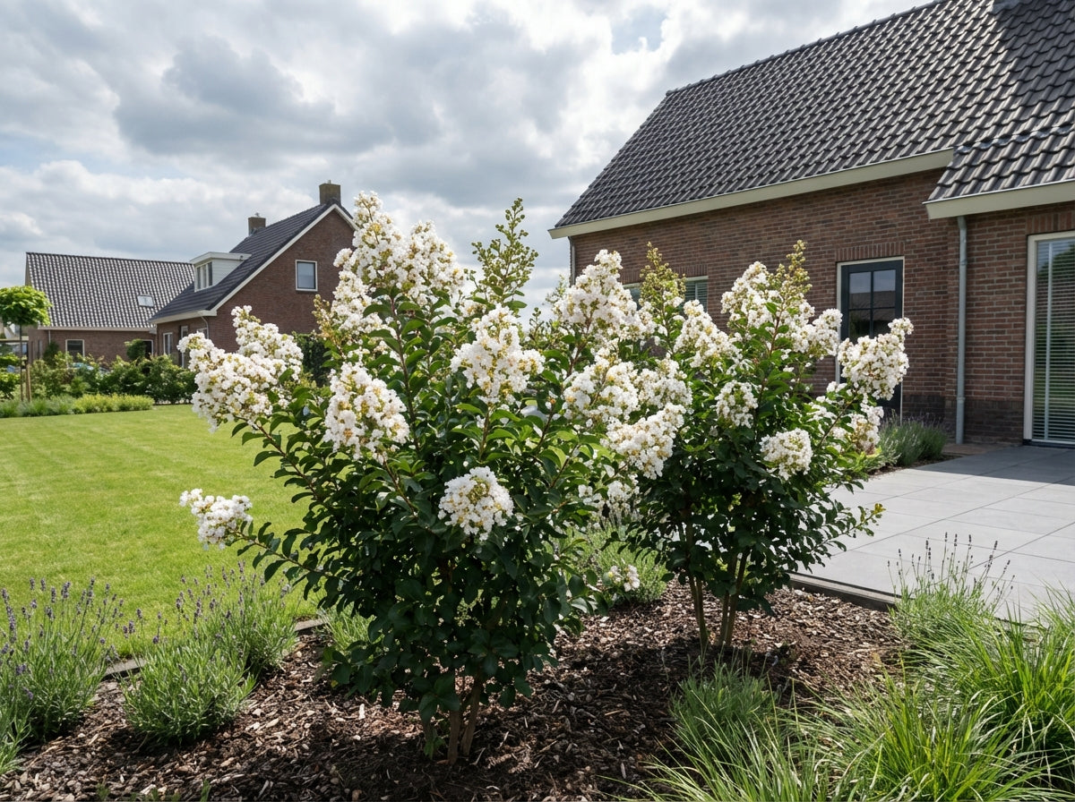 Lagerstroemia (Lagerstroemia indica With Love Virgin) - Heesters