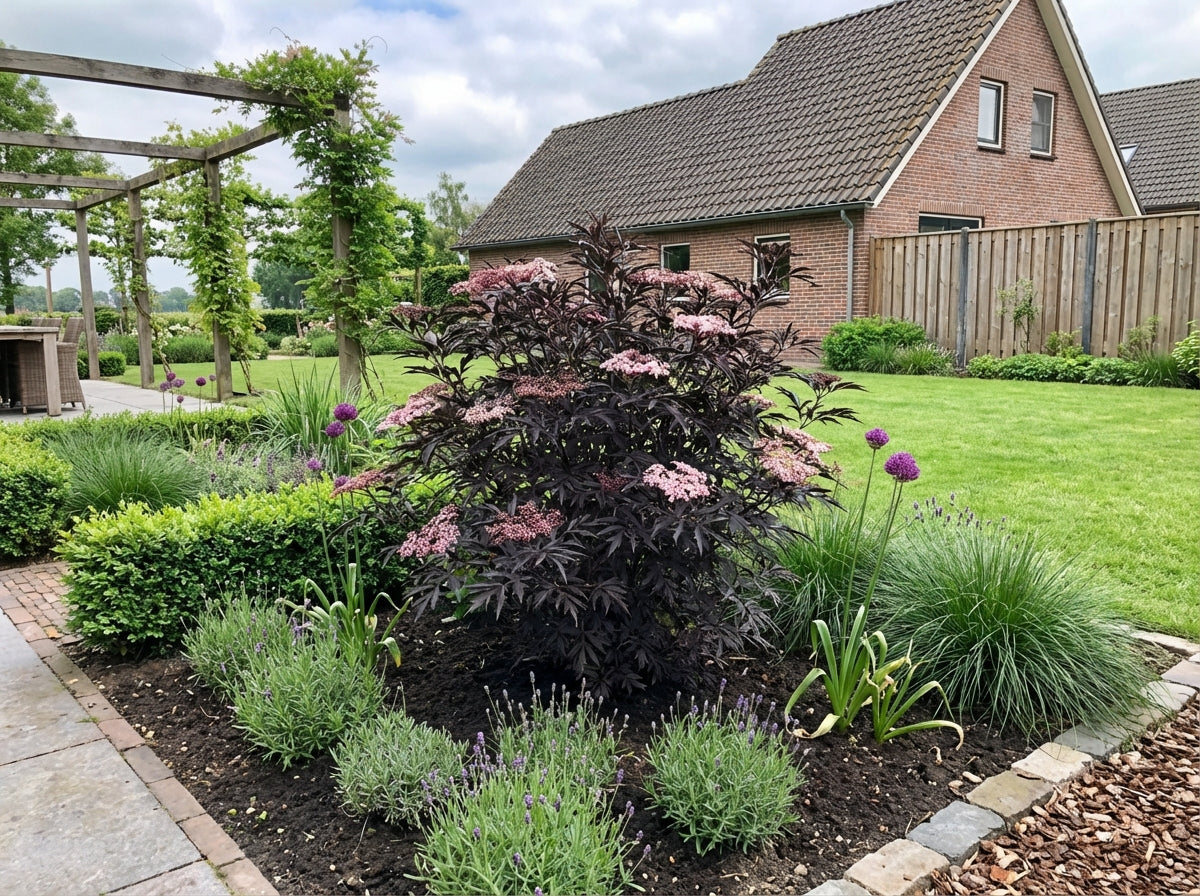 Zwarte vlier (Sambucus nigra Black Lace) - Heesters