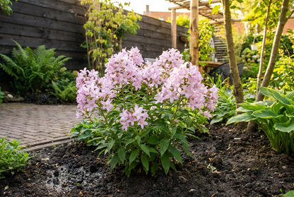 Celtisbladig klokje (Campanula lactiflora 'Loddon Anna') - Tuinplanten