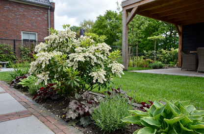 Rotsheide (Pieris jap. ‘Purity’) - Heesters