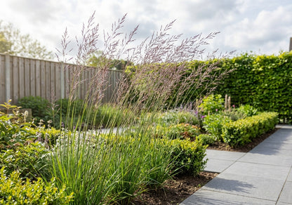 Pijpestrootje (Molinia 'Banshee') - Pijpestrootje