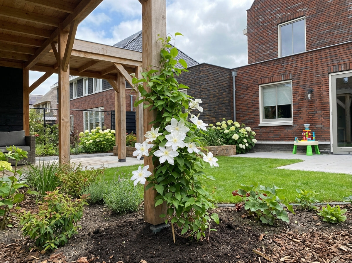 Klimplant Clematis Gladys Picard (Bosrank) - Klimplanten