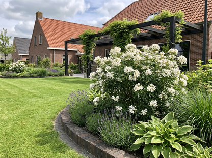 Choisya (Choisya Scented Gem)