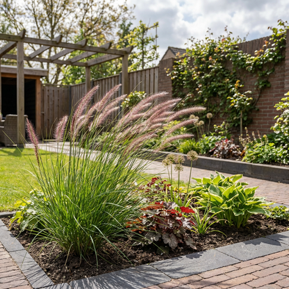 Lampepoetsersgras (Pennisetum 'Rupelli') - Lampepoetsersgras