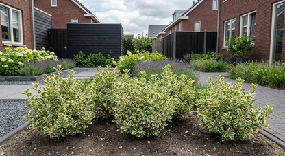 Kardinaalsmuts (Euonymus fortunei 'Harlequin')
