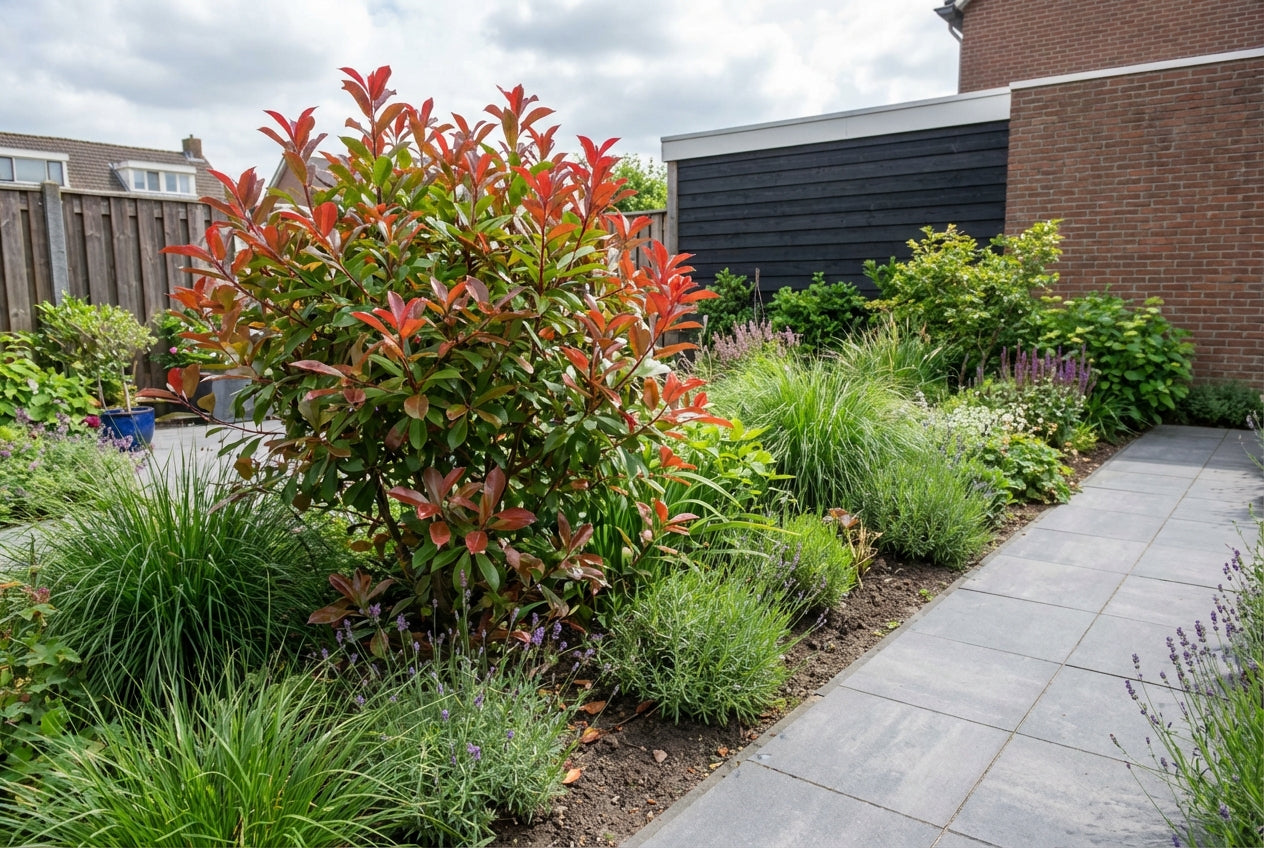 Glansmispel (Photinia fraseri Louise ) - Heesters