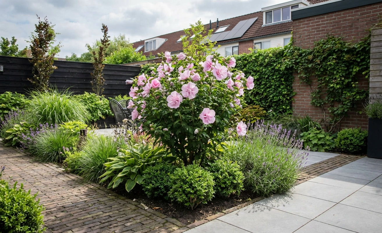 Altheastruik (Hibiscus syriacus Pink Chiffon) - Hibiscus
