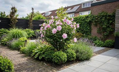 Altheastruik (Hibiscus syriacus Pink Chiffon) - Hibiscus