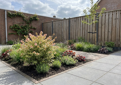 Abelia (Abelia grandiflora 'Jelly Beans' ) - Heesters