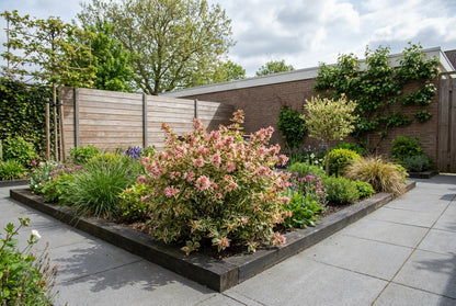 Abelia (Abelia grandiflora Mystic Daydream) - Heesters